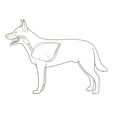 Solunum sistemi köpek vektör şekil