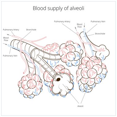 Alveoller illüstrasyon vektör