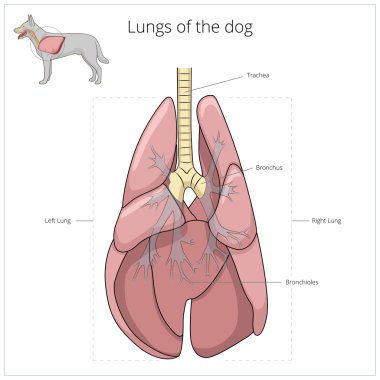 Lungs of the dog vector illustration clipart