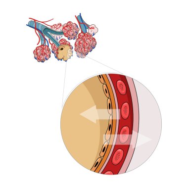 Alveoller illüstrasyon vektör