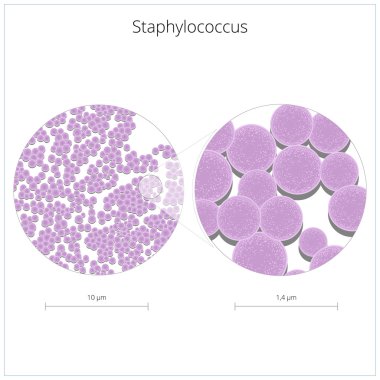 Staphylococcus bacterium vector illustration clipart
