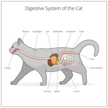 Kedi vektör çizim sindirim sistemi