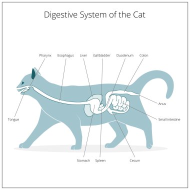 Kedi vektör çizim sindirim sistemi