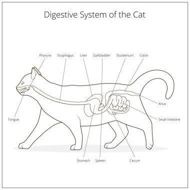 Kedi vektör çizim sindirim sistemi