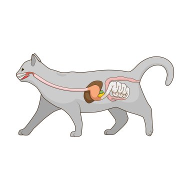 Digestive system of the cat vector illustration clipart