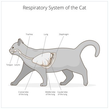 Respiratory system of the cat vector illustration clipart