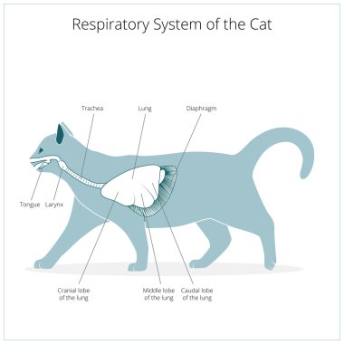 Respiratory system of the cat vector illustration clipart