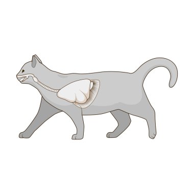 Solunum sistemi kedi vektör şekil