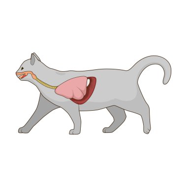 Solunum sistemi kedi vektör şekil
