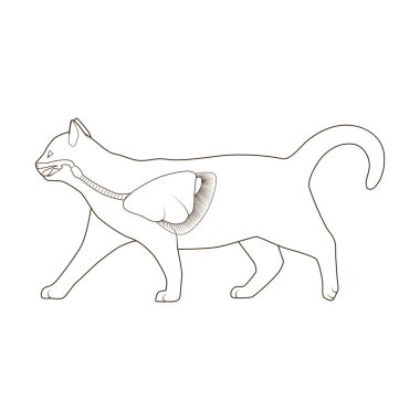 Solunum sistemi kedi vektör şekil