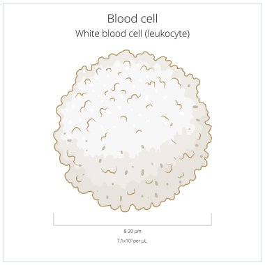 White blood cell leukocyte vector illustration clipart