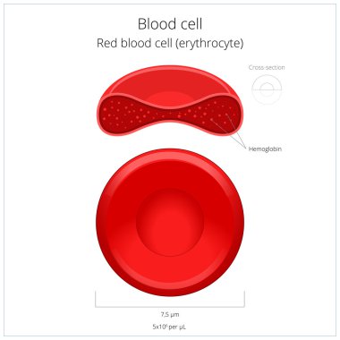 Kırmızı kan hücre eritrosit vektör çizim