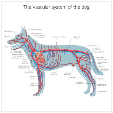 Köpek vektör çizim damar sistemi