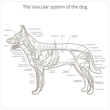 Köpek vektör çizim damar sistemi