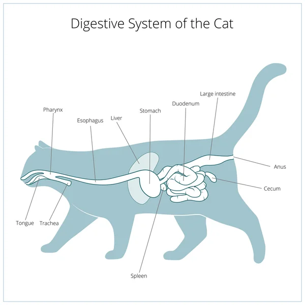 Sistema digestivo da ilustração do vetor do gato — Vetor de Stock