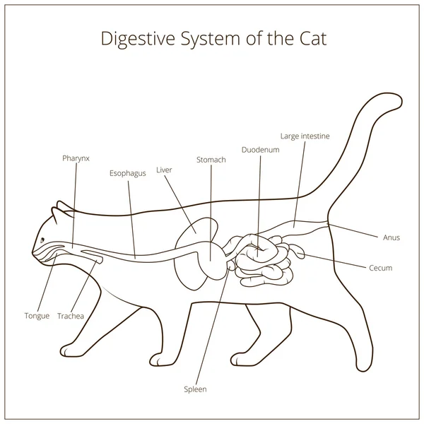 Apparato digestivo del gatto vettoriale illustrazione — Vettoriale Stock