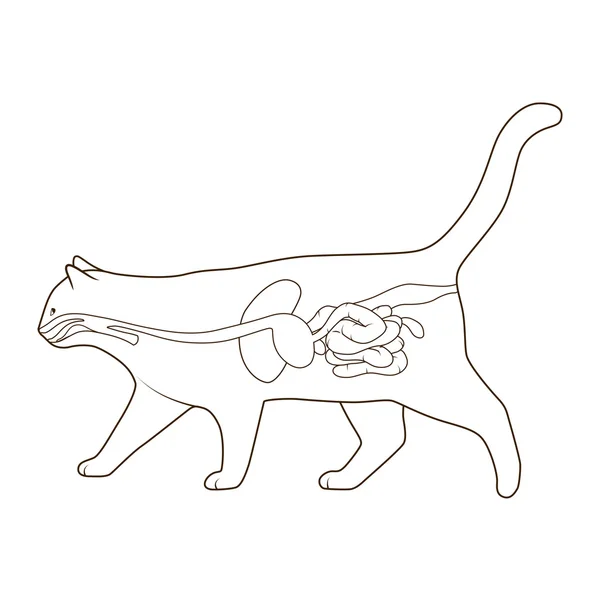 Illustration du système digestif du vecteur chat — Image vectorielle
