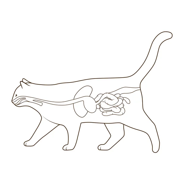 Cats digestive system Stock Vectors, Royalty Free Cats digestive system