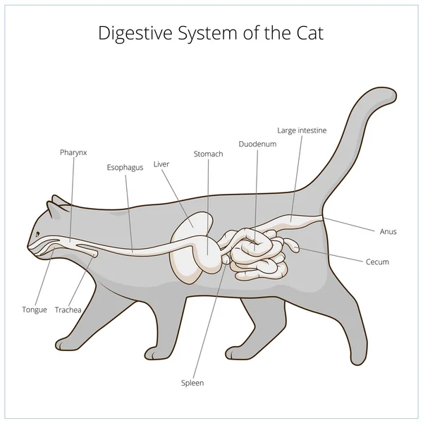 Verdauungssystem der Katze Vektor Illustration — Stockvektor