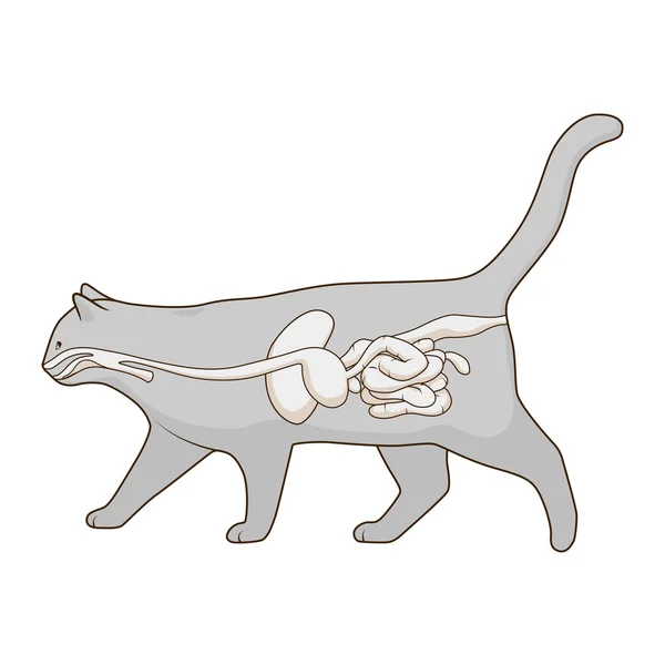 Fordøjelsessystemet af katten vektor illustration – Stock-vektor