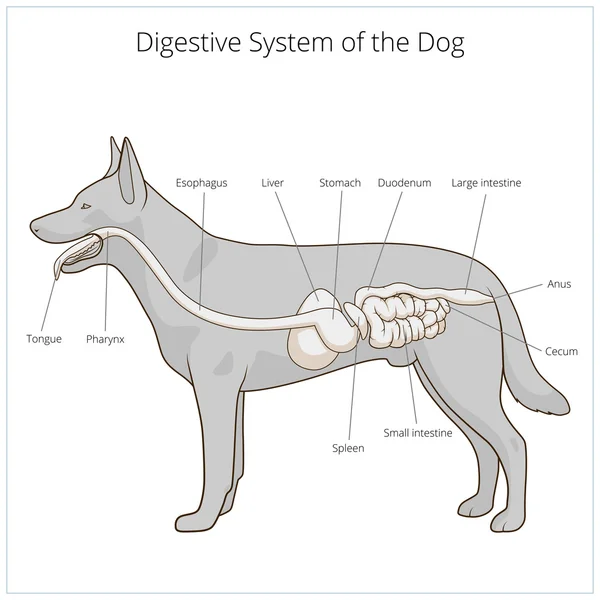 Układ trawienny psa ilustracji wektorowych — Wektor stockowy