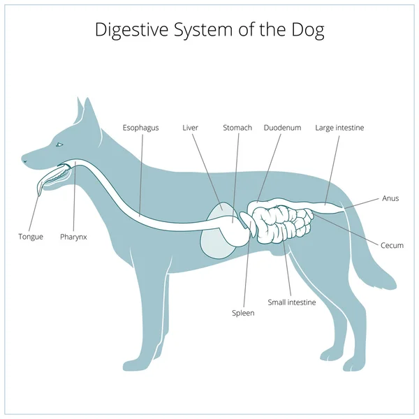 Fordøjelsessystemet af hunden vektor illustration – Stock-vektor