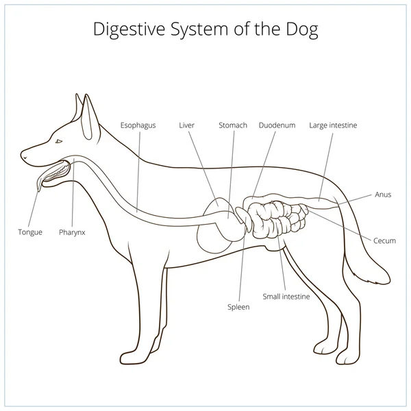Пищеварительная система векторной иллюстрации собак — стоковый вектор