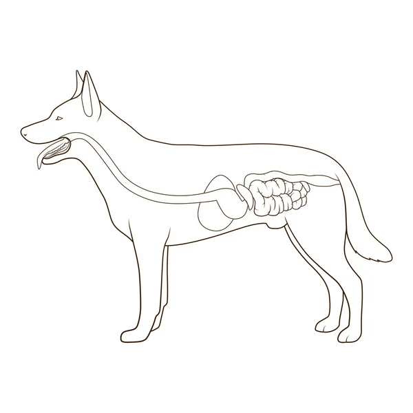 Trávící systém psa vektorové ilustrace — Stockový vektor