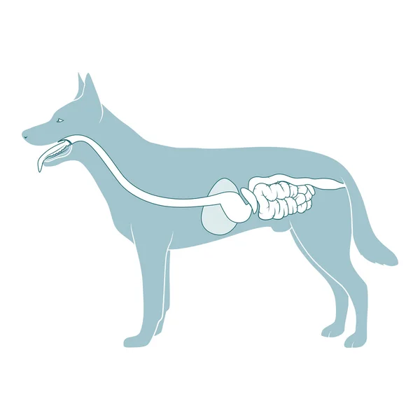 Apparato digerente del vettore cane illustrazione — Vettoriale Stock