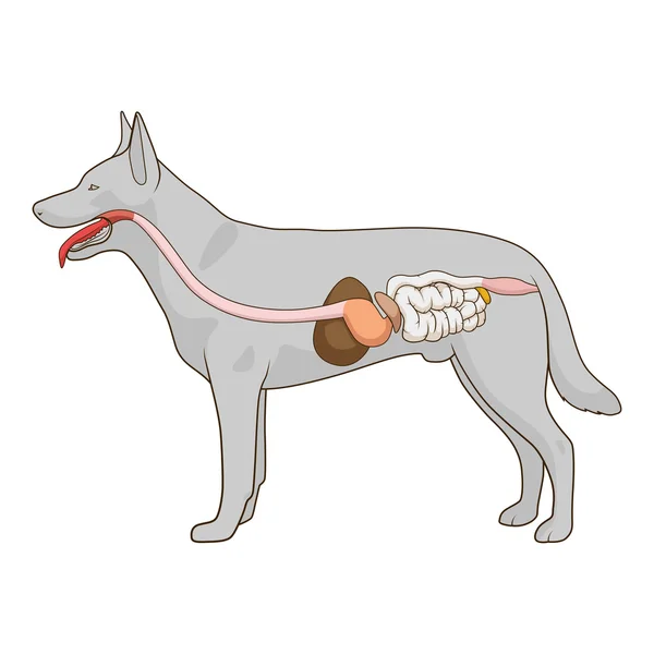 犬のベクトル図の消化器系 — ストックベクタ