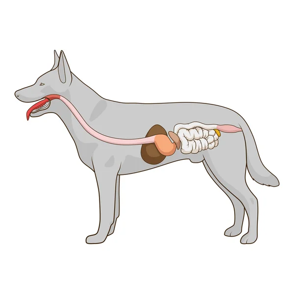 Apparato digerente del vettore cane illustrazione — Vettoriale Stock