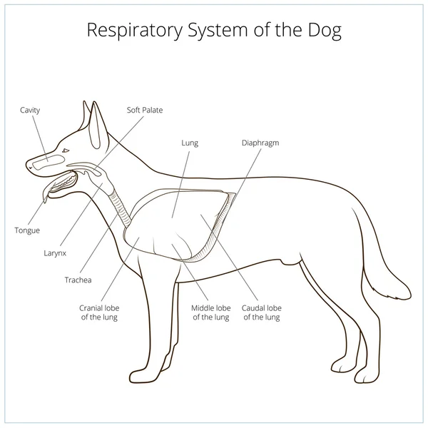 Sistema respiratório da ilustração do vetor do cão — Vetor de Stock