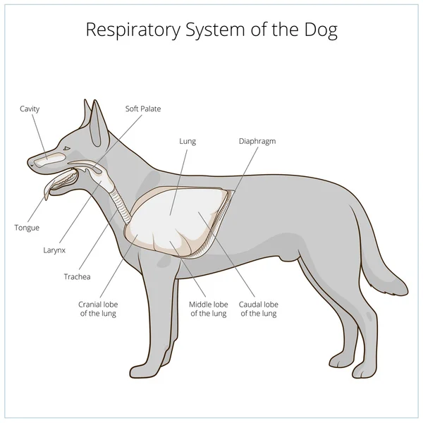 Atmungssystem des Hundevektors Illustration — Stockvektor