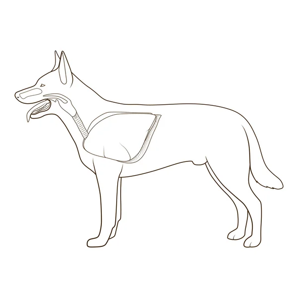 Atmungssystem des Hundevektors Illustration — Stockvektor