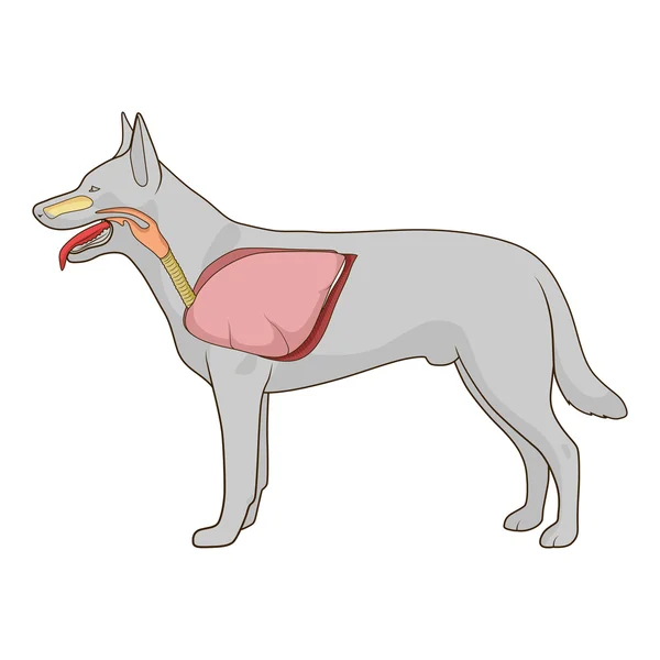 Дыхательная система векторной иллюстрации собаки — стоковый вектор