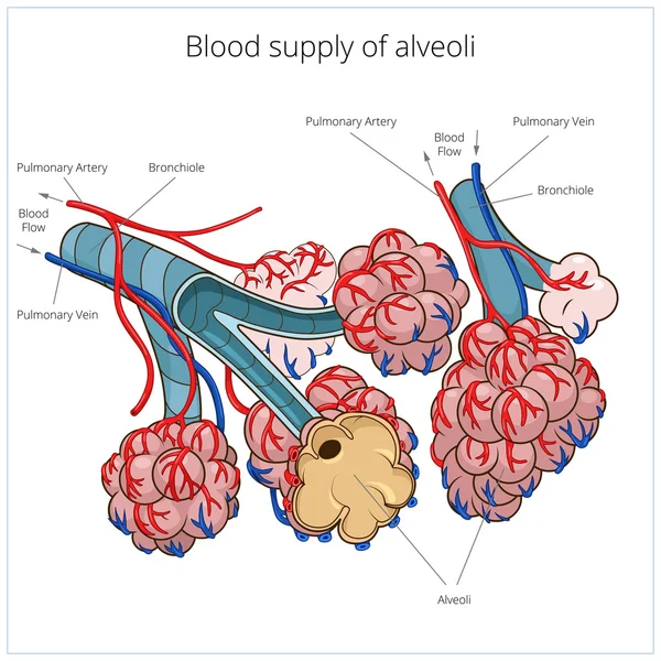 Alveoli vector illustration — Stock Vector