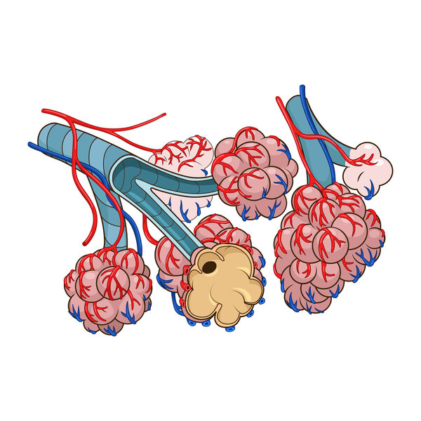 Векторная иллюстрация Альвеол
