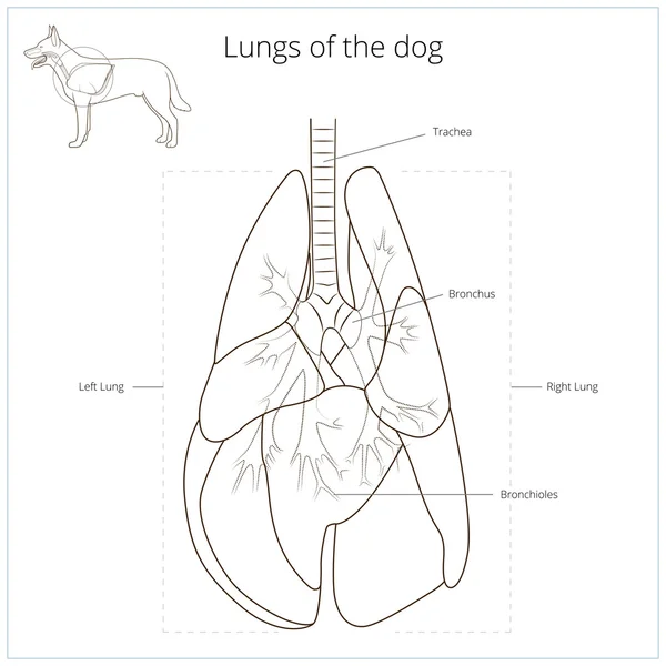 Lungs of the dog vector illustration — Stock Vector © AlexanderPokusay