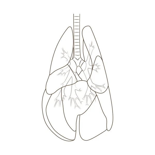 Los pulmones del perro vector ilustración — Archivo Imágenes Vectoriales