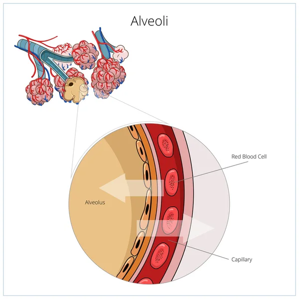 Ilustración vectorial Alveoli — Vector de stock