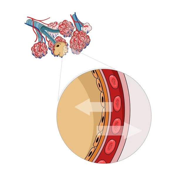 Ilustración vectorial Alveoli — Vector de stock