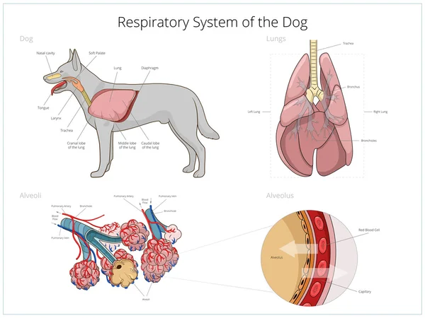 Atmungssystem des Hundevektors Illustration — Stockvektor