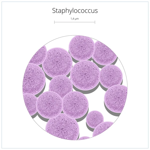 Ilustração vetorial da bactéria Staphylococcus —  Vetores de Stock