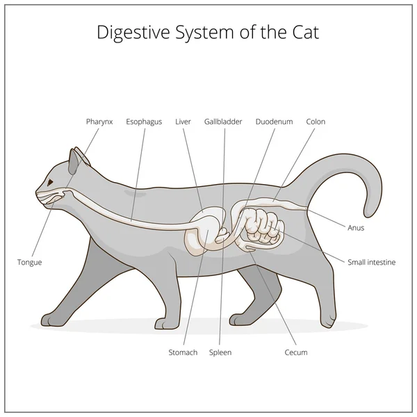 Sistema digestivo del gato vector ilustración — Vector de stock