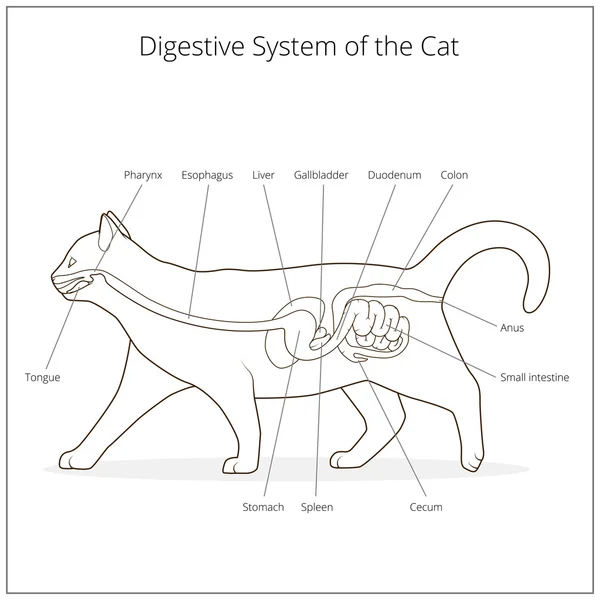 Digestive system of the cat vector illustration — Stock Vector