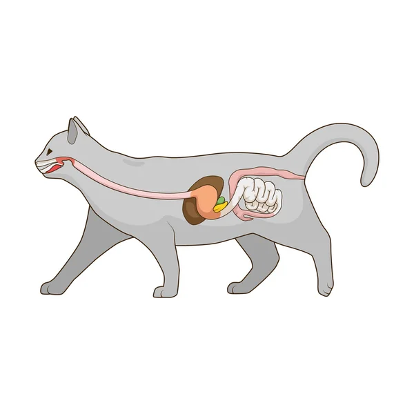 Sistema digestivo da ilustração do vetor do gato — Vetor de Stock