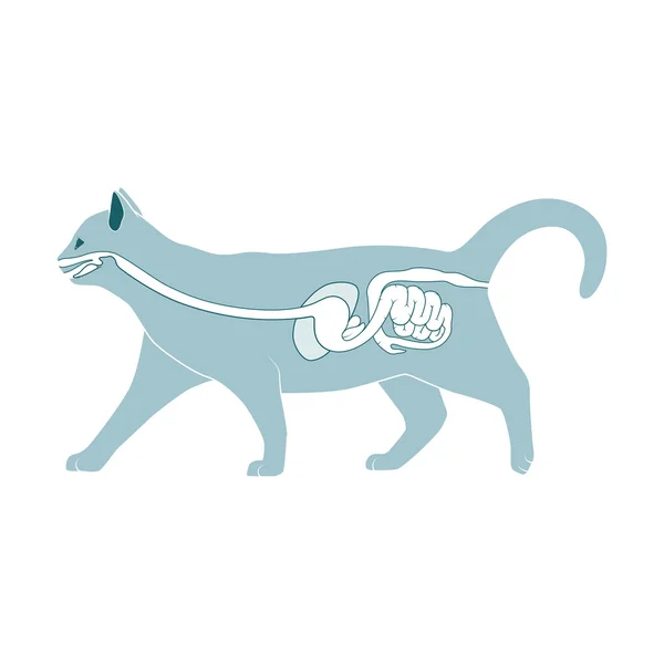 Пищеварительная система иллюстрации вектора кошки Стоковый вектор
