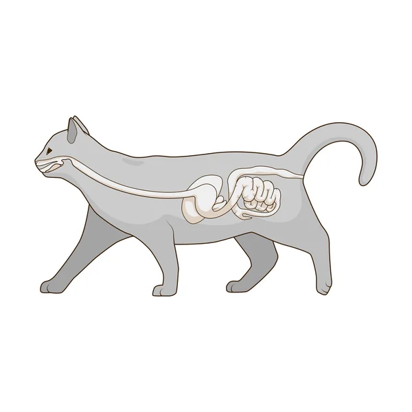 Πεπτικό σύστημα εικόνα διάνυσμα γάτα — Διανυσματικό Αρχείο