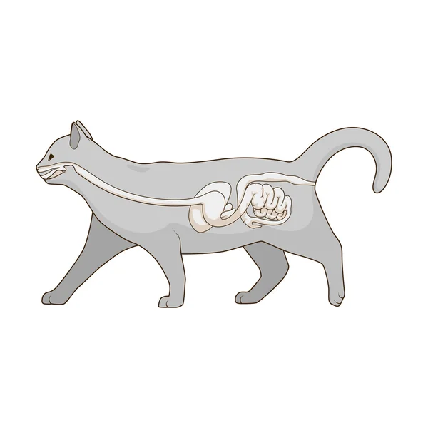 Fordøjelsessystemet af katten vektor illustration – Stock-vektor