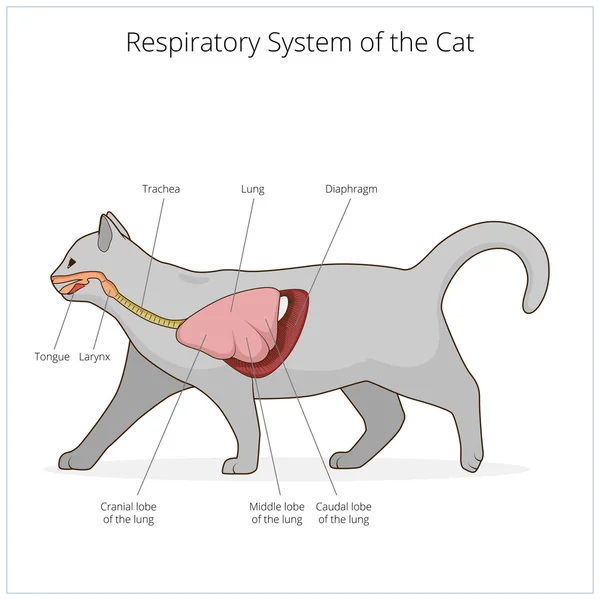 Sistema respiratorio del vector gato ilustración — Vector de stock